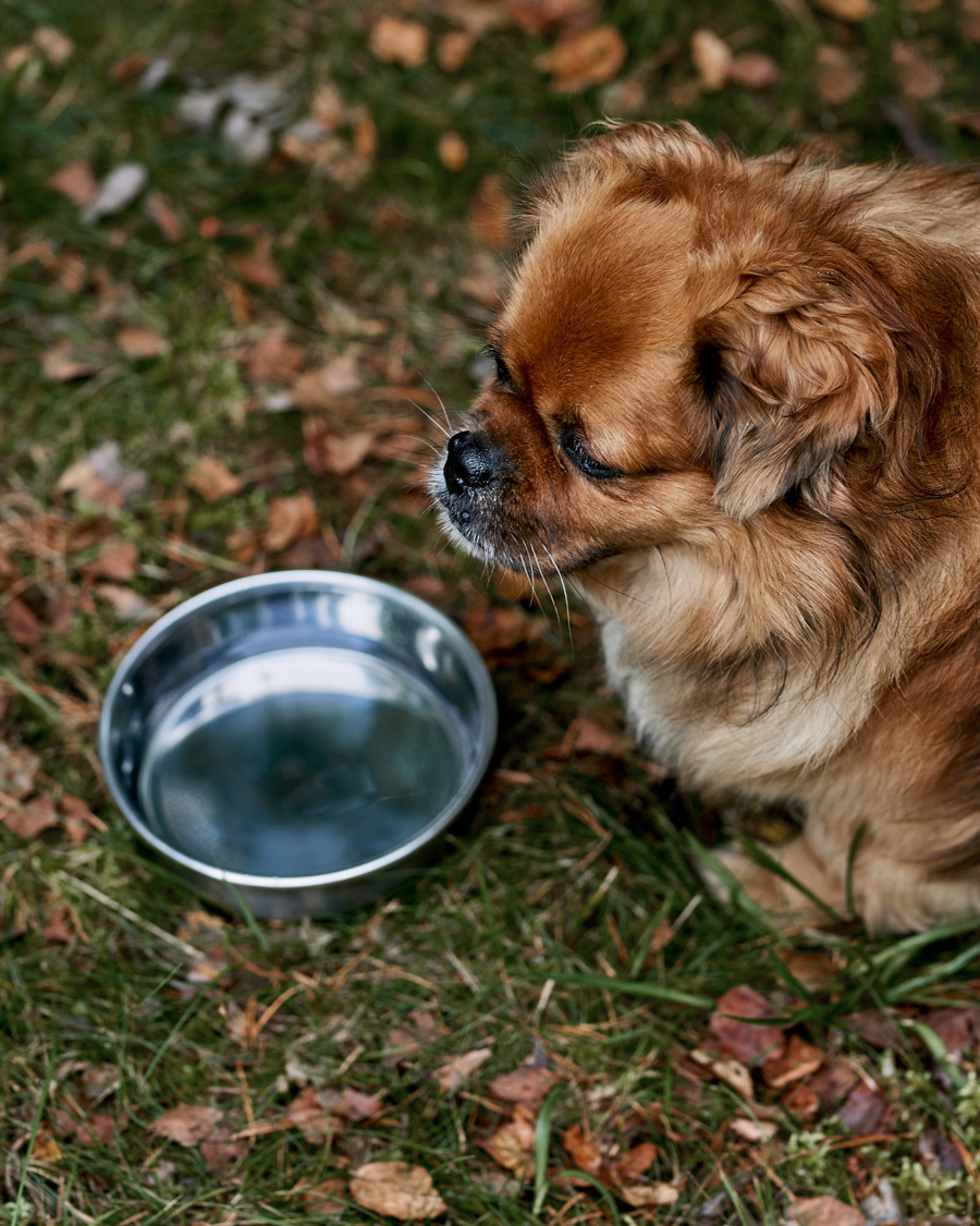 Mies | Koirille | Snow Peak | Dog Food Bowl
