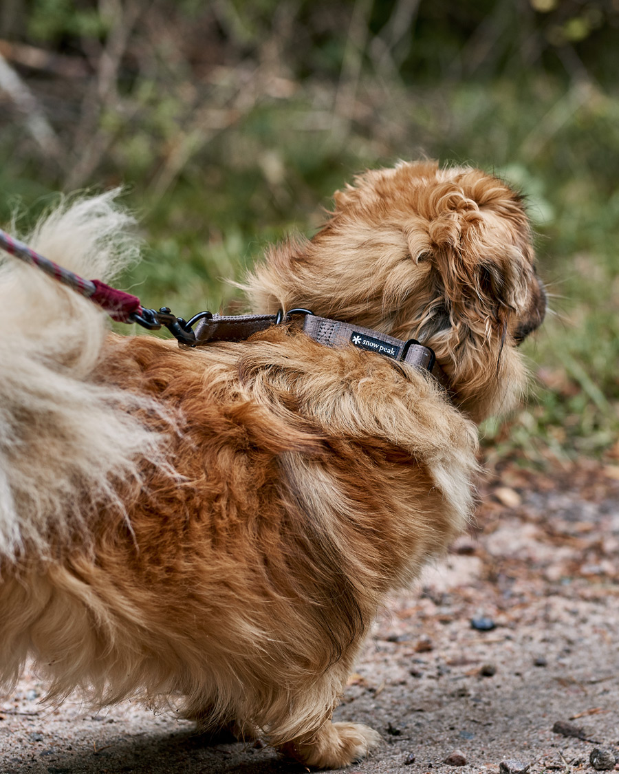 Mies | Koirille | Snow Peak | Dog Slip Collar Grey