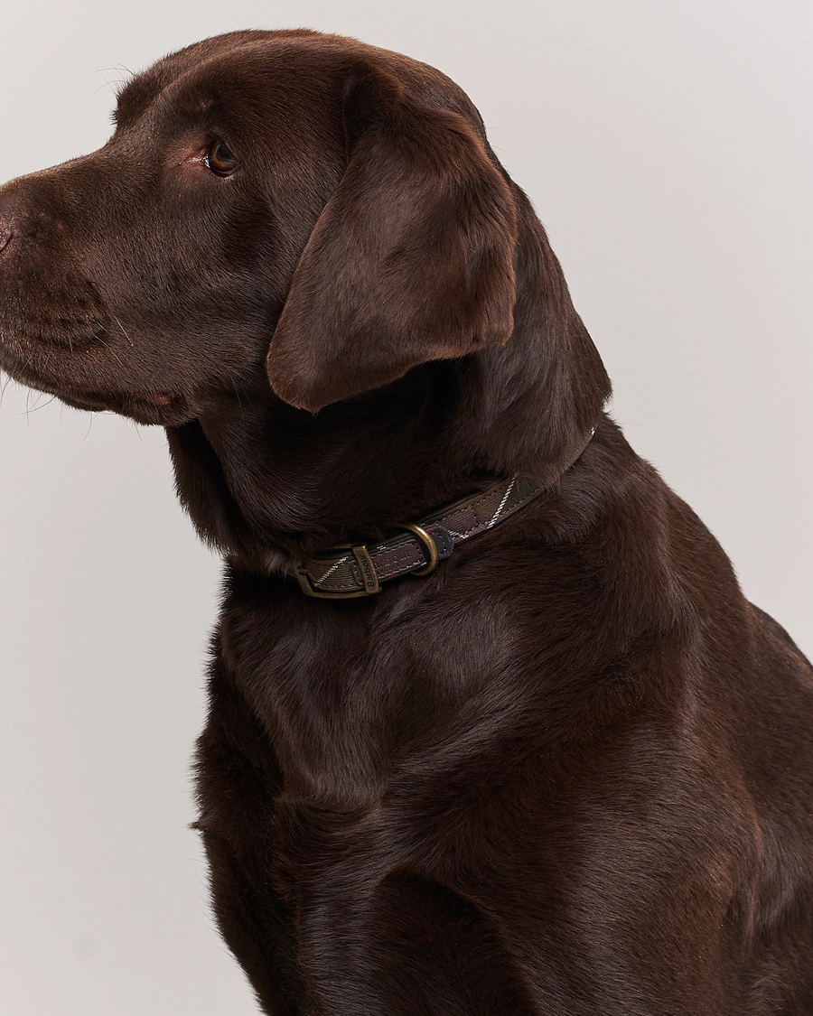 Mies |  | Barbour Lifestyle | Tartan Dog Collar Classic